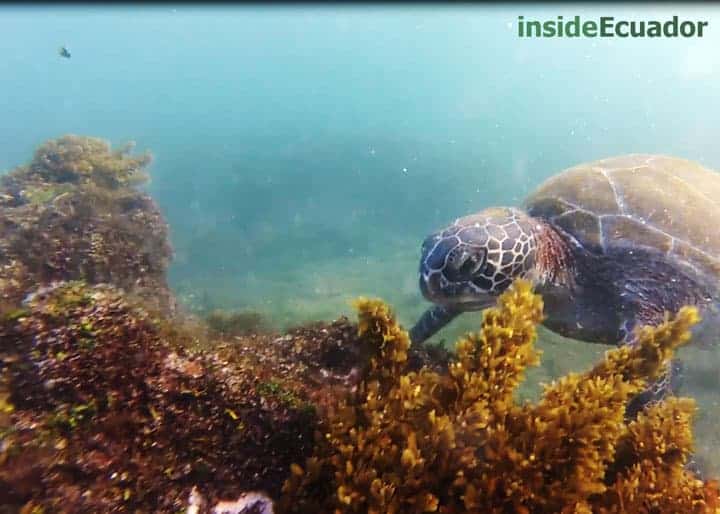galapagos sea turtle floreana