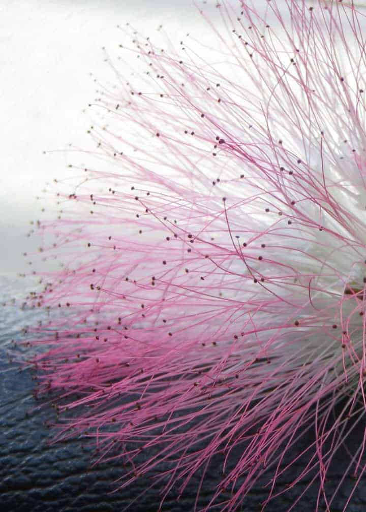 silk-like-flower-from-the-pink-silk-tree