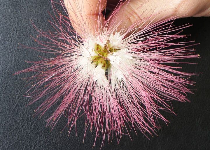 the-top-of-the-flower-from-a-pink-silk-tree