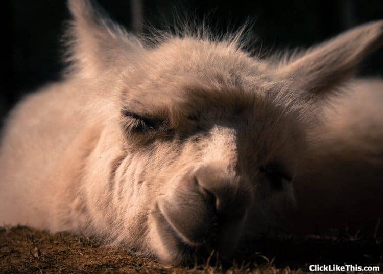 baby llama sleeping at oaklawn zoo