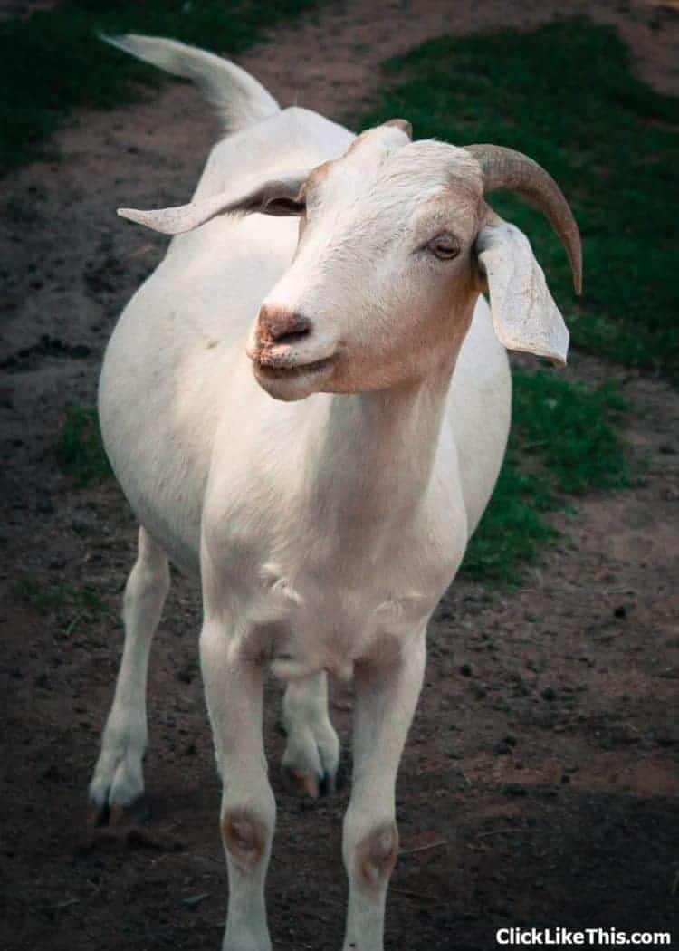goat at oaklawn farm zoo