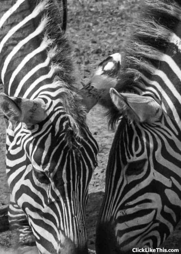 oaklawn zoo nova scotia zebras
