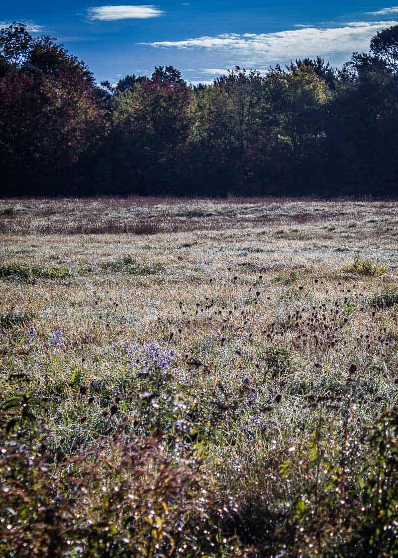 autumn dew on nova scotia field