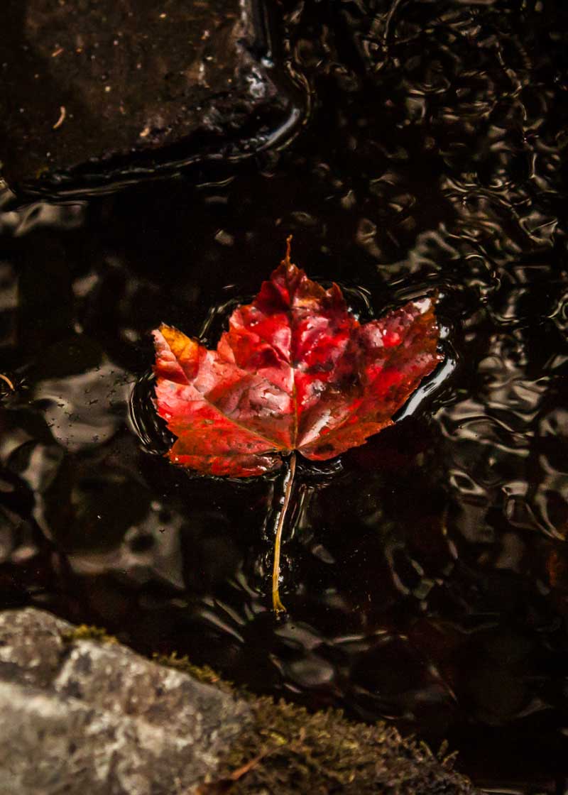 floating red leaf ns