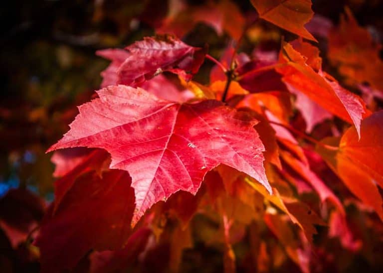 32 Inspiring Autumn Photos from Nova Scotia: Aerial, Reflected, Close-up