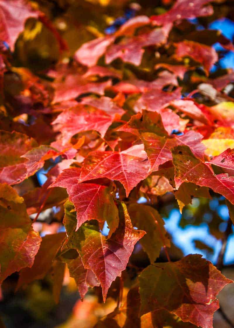 red autumn leaves closeup