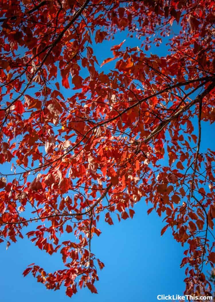 Fall Colours to Inspire You: 29 Photos From Nova Scotia • Storyteller ...