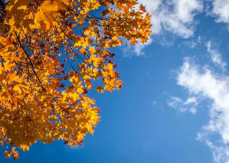 yellow leaves blue sky