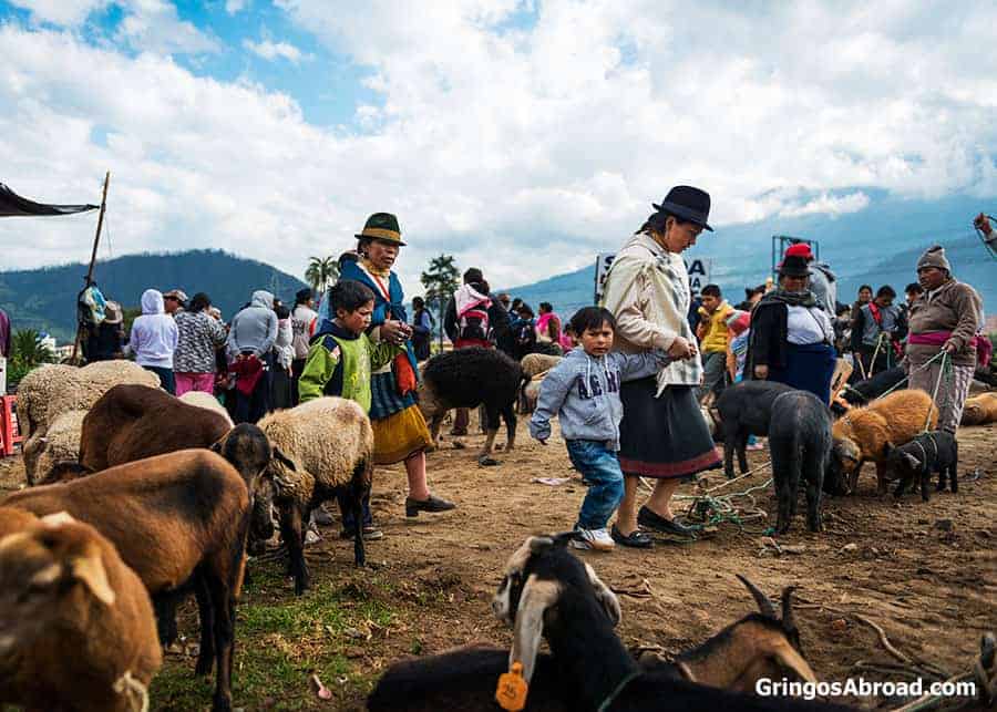 Otavalo animal market