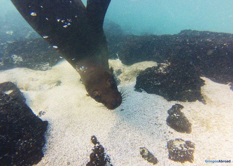 Galapagos Sea Lion underwater