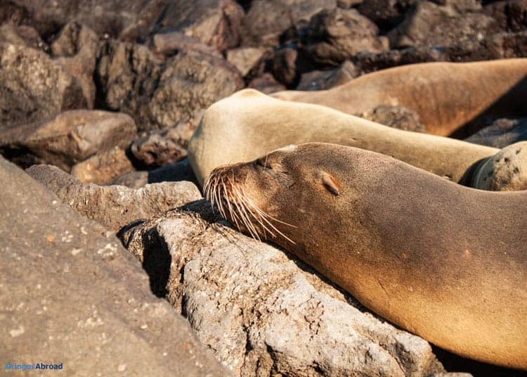 Galapagos Sea Lions laying in the sun