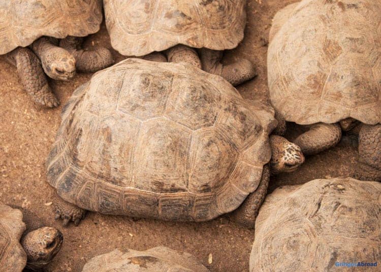Baby Giant Tortoises Galapagos Islands