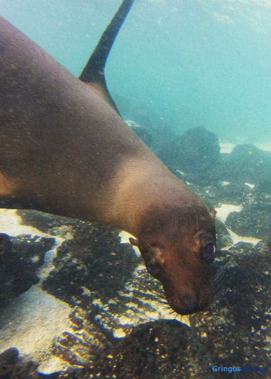 Swimming with a Galapagos sea lion