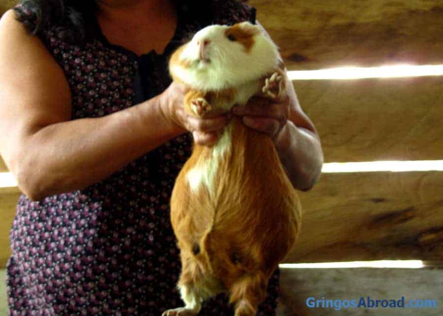 Huge guinea pig (cuy) at a farm in Ecuador