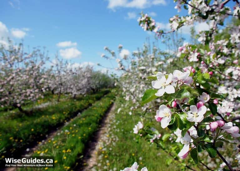 10 Apple Blossom Facts for the Annapolis Valley: Photos, Festivals, Edibility…