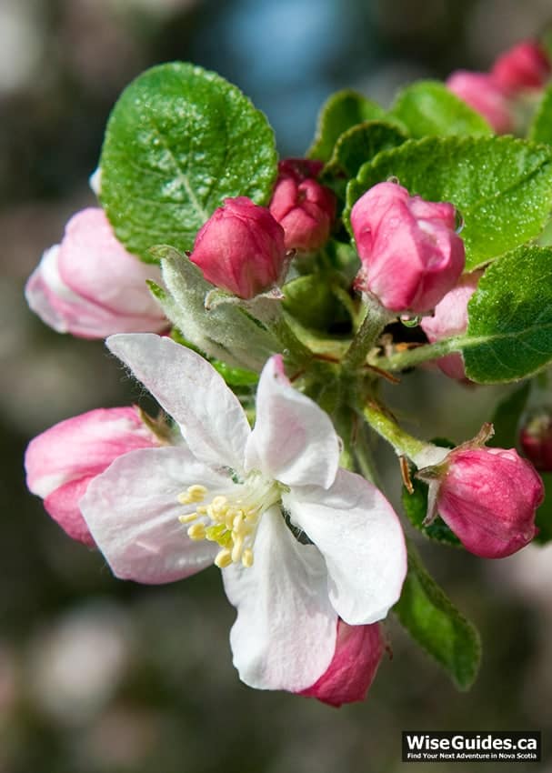 What you need to know about apple blossoms