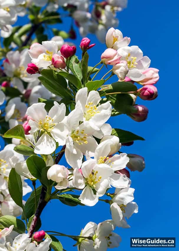 apple blossom facts you need to know