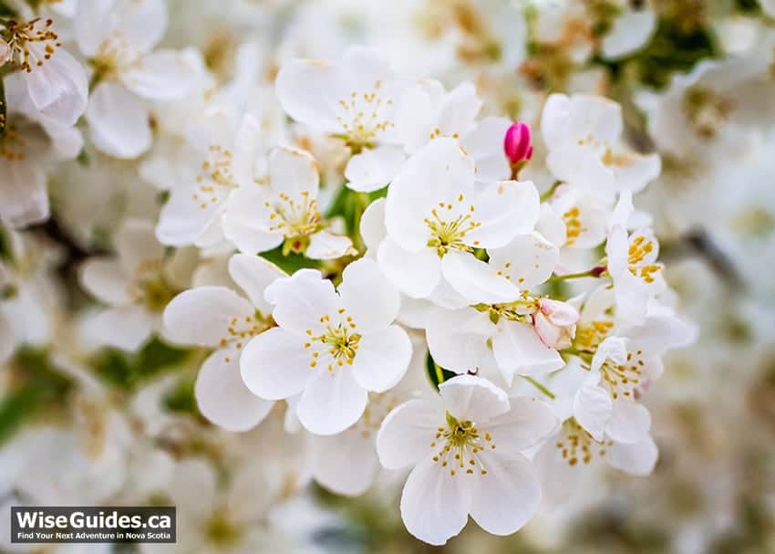 facts about apple blossoms
