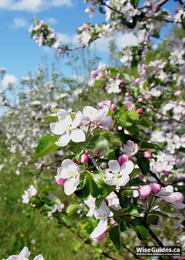 learn 13 apple blossom facts
