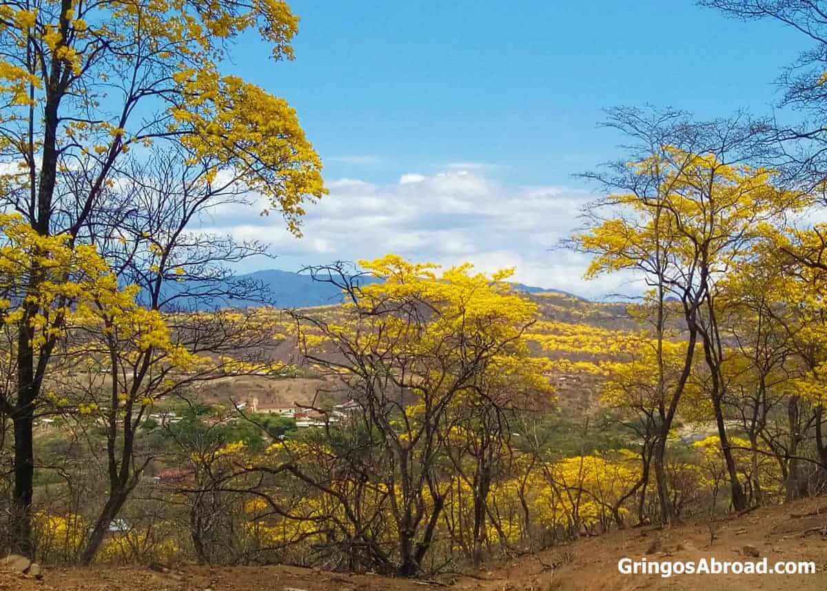 Guayacan trees in Mangahurco Ecuador