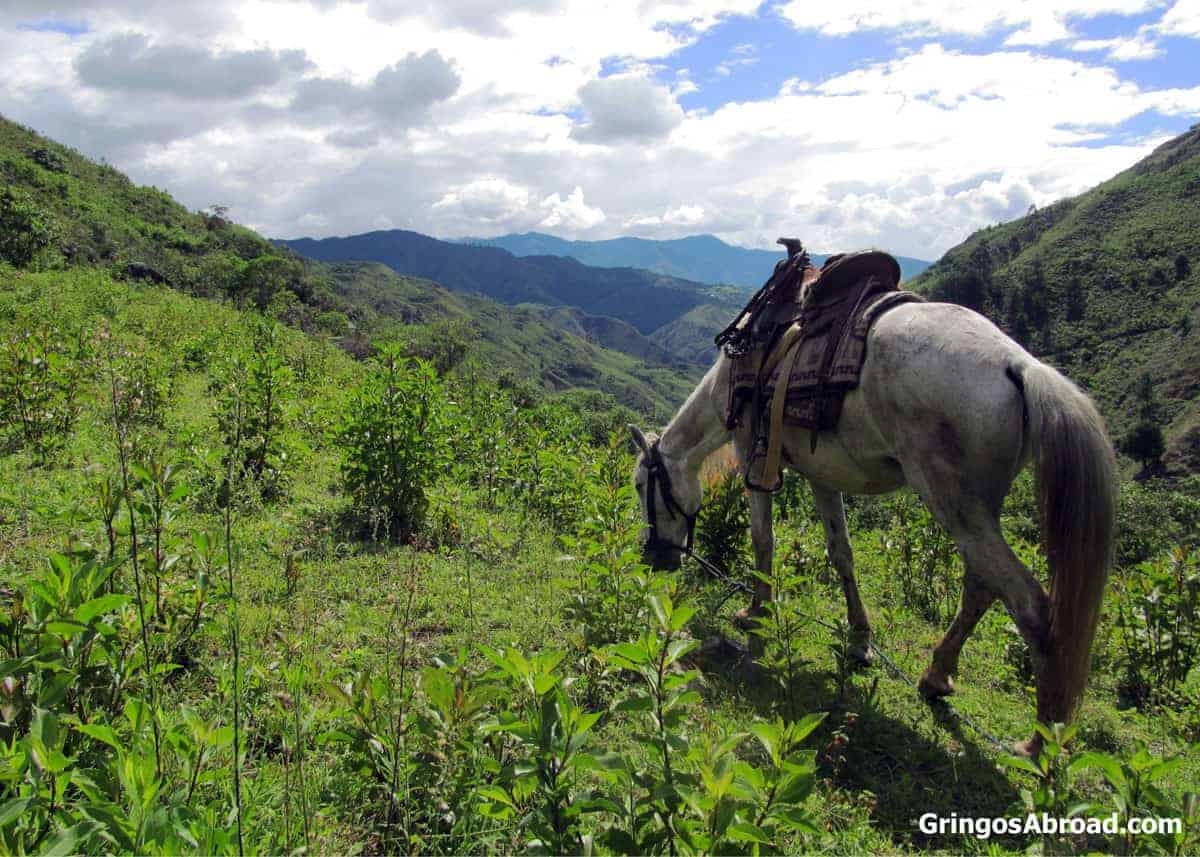Vilcabamba Ecuador horse