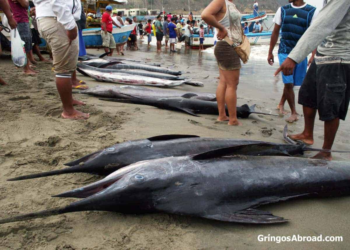 Fresh catch in Puerto Lopez, Ecuador