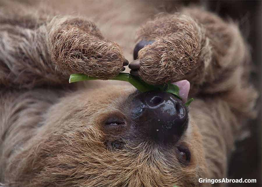 Sloth in the Ecuadorian Amazon