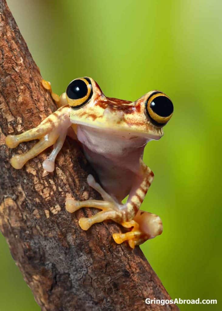 Tree frog in Ecuador's Amazon jungle