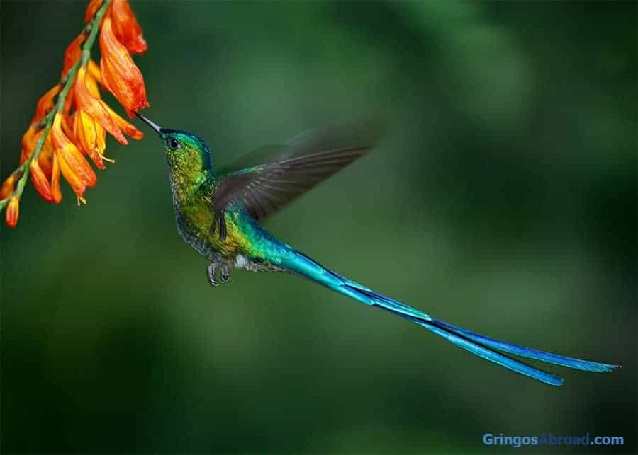what makes Ecuador famous humming birds