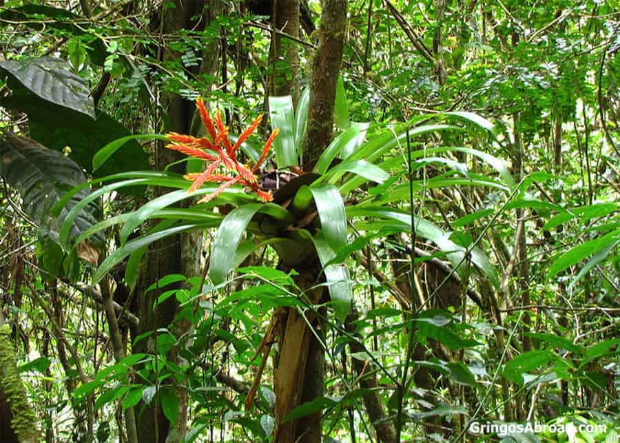 Air plants in Podocarpus Ecuador