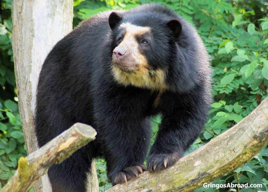 Animals in Podocarpus National Park Ecuador Spectacled bear
