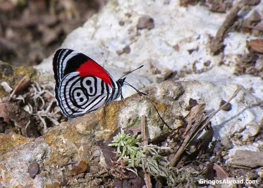 Anna's eighty-eight butterfly in Podocarpus National Park Ecuador