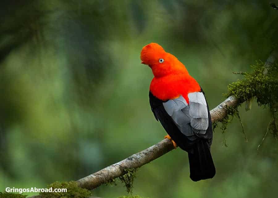 Birds in Podocarpus National Park Andean cock of the rock