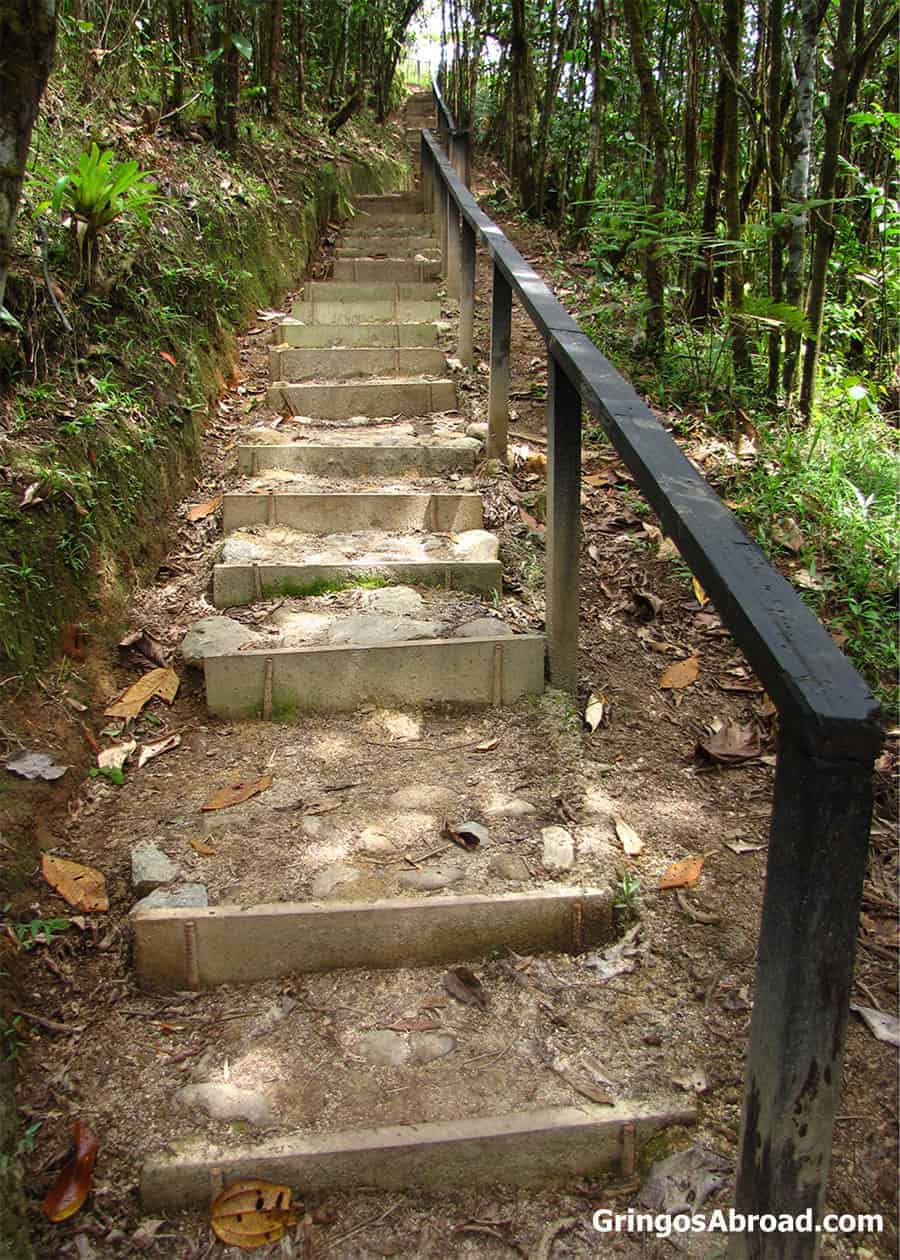 Hiking trail in Podocarpus National Park Ecuador