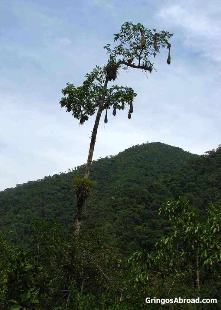 birds nests hanging from a tree in Podocarpus National Park Ecuador