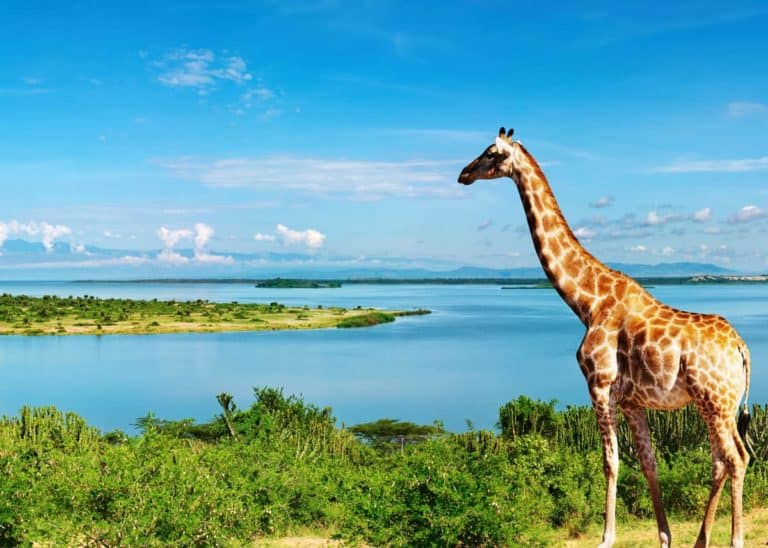 22 Interesting Facts About Uganda: Nature, Politics, Culture…