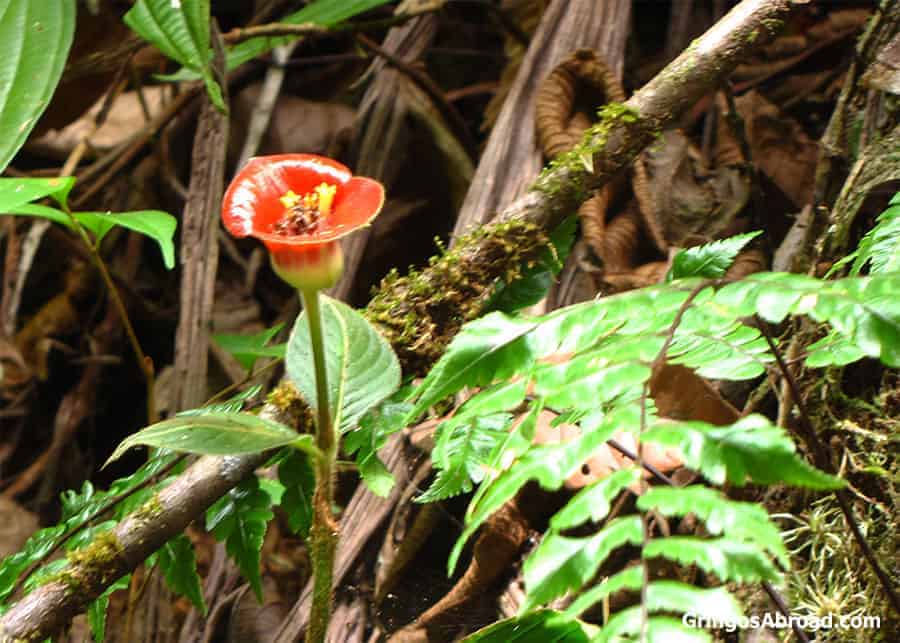 flowers in Podocarpus National Park Ecuador