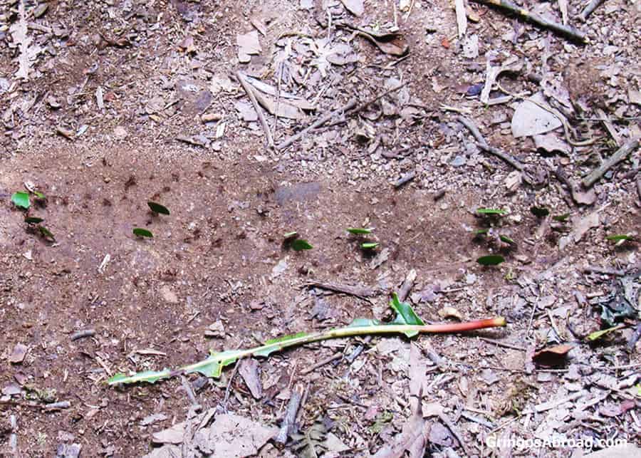 leafcutter ants Podocarpus National Park Ecuador