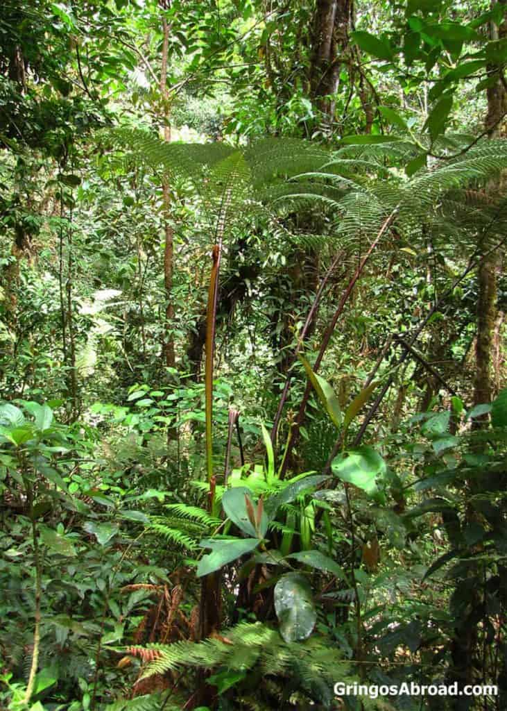 trees and ferns in Podocarpus National Park Ecuador