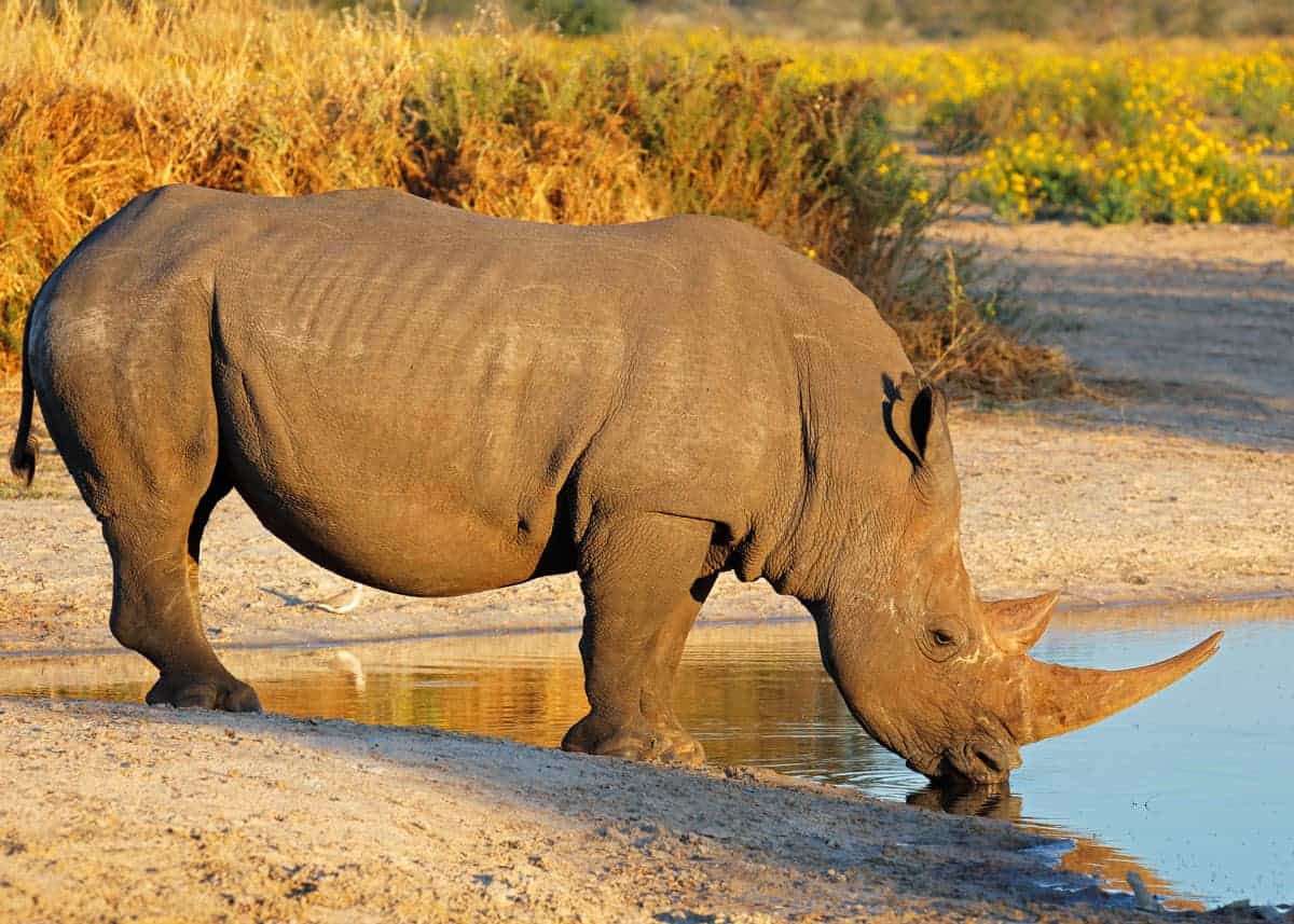 White rhino Uganda facts