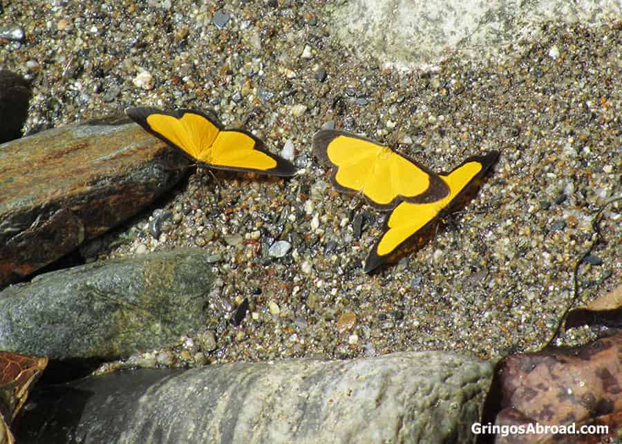 yellow butterflies in Podocarpus Ecuador