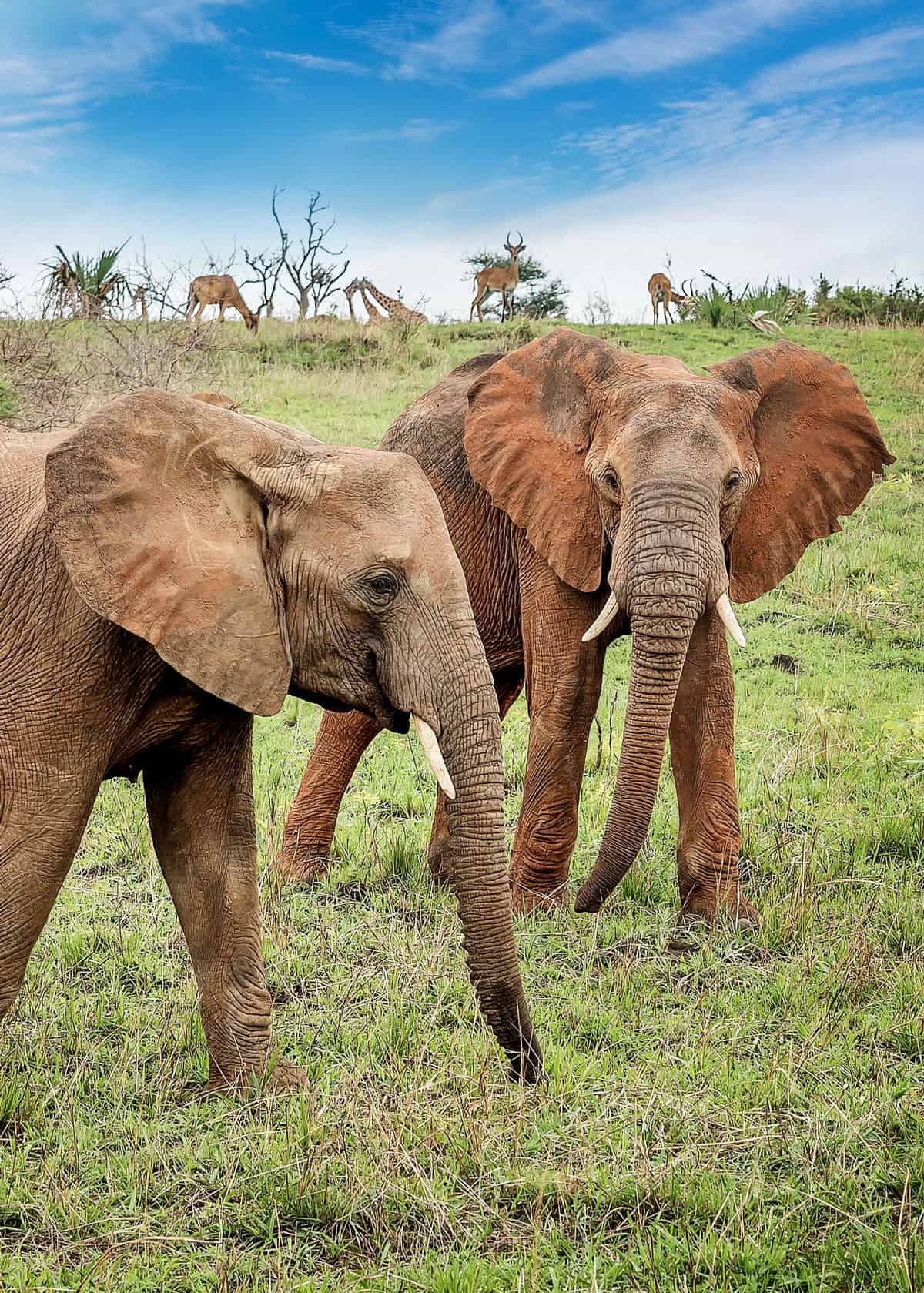 African Bush Elephants in Uganda