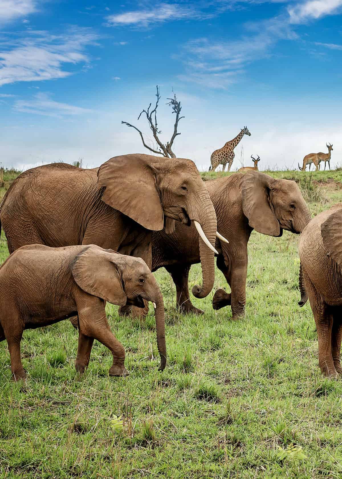 African Bush elephant facts