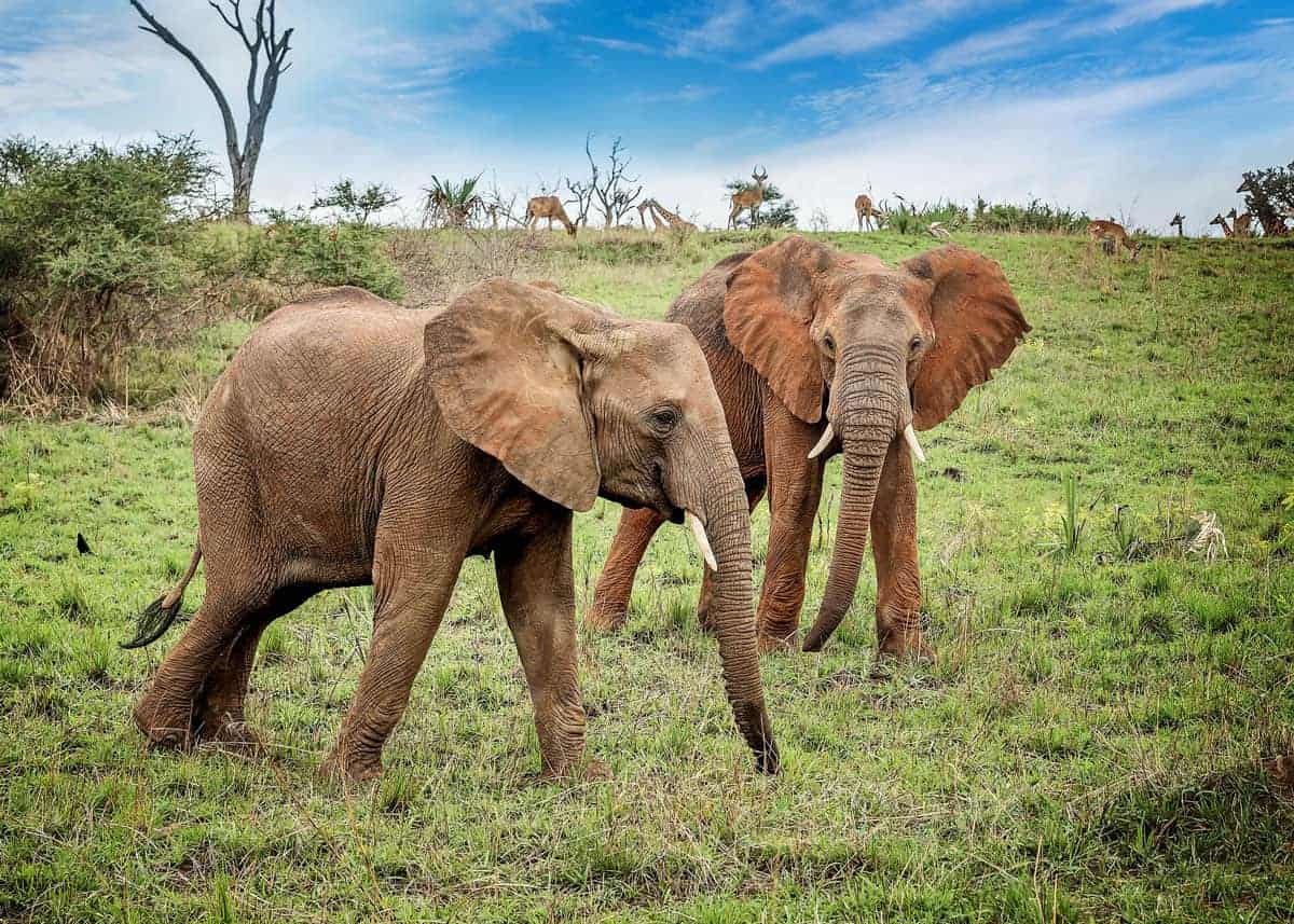 African Bush Elephants habitat