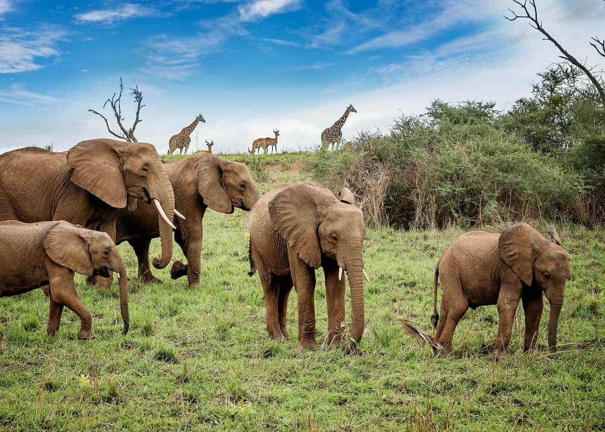 African Bush Elephants 