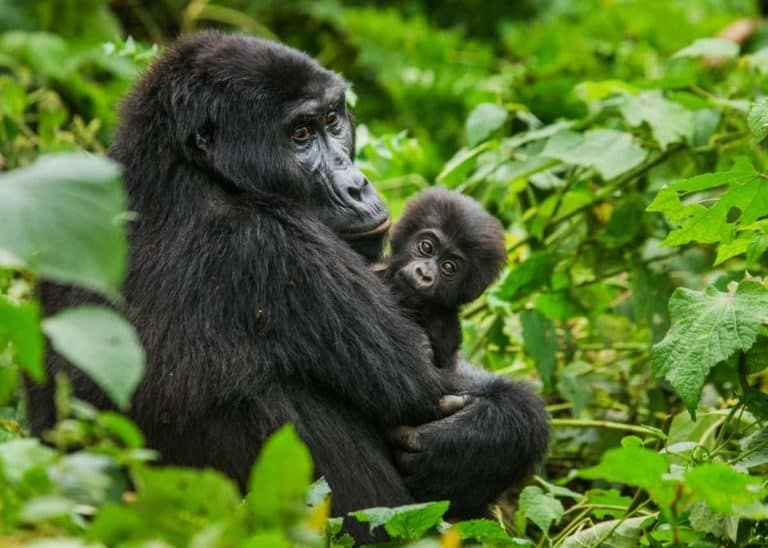 How to Choose a Uganda Gorilla Trek (Best Time to Go, Tour Companies, Price…)