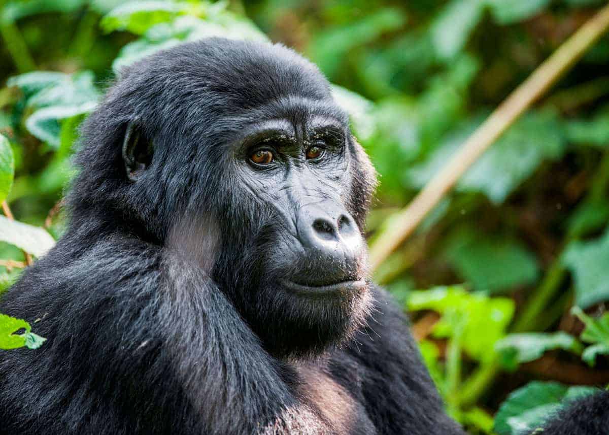 Uganda Gorilla Trekking Tours