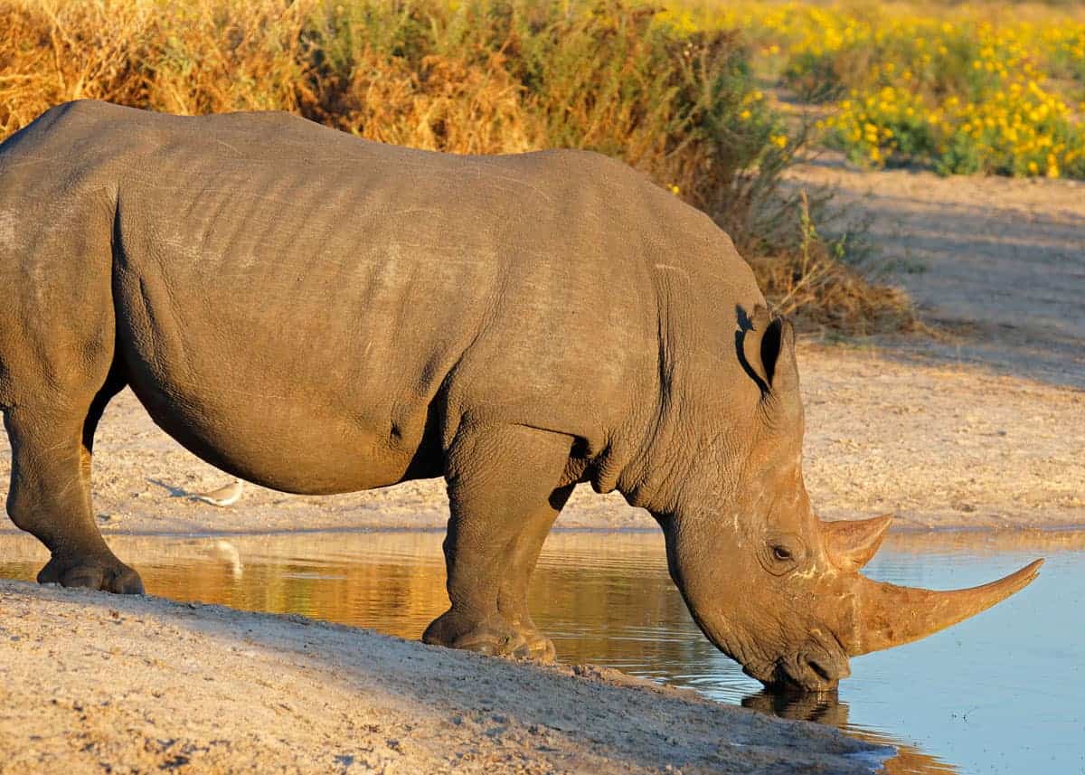 Ziwa Rhino Sanctuary Uganda