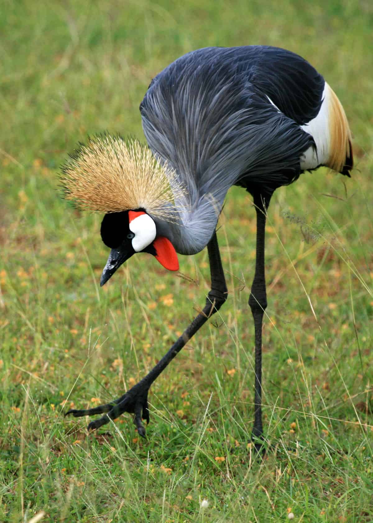 African crested crane Uganda