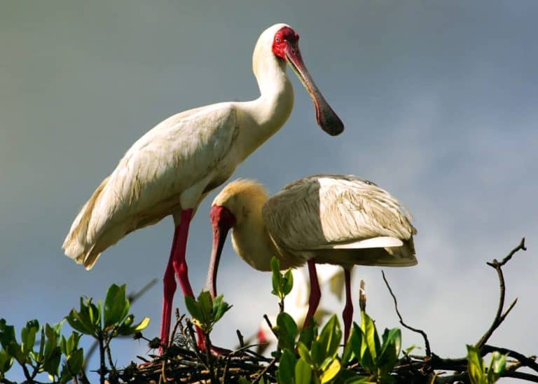13 Facts About the African Spoonbill (Platalea alba)